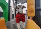 Hundebesitzer kaufen Schutzmasken für Haustiere