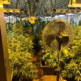 Rekordfund: Über eine Tonne Cannabis entdeckt