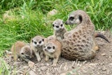 Vier Schönbrunner Erdmännchen-Junge empfangen jetzt Besucher