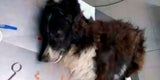 Wachhund Malevo 2