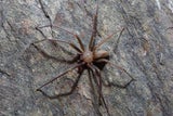 Tödliche Spinne lebt in Möbeln & lässt Haut verrotten