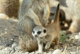 Vier Schönbrunner Erdmännchen-Junge empfangen jetzt Besucher