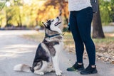 Richtig laufen mit Hund
