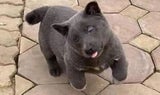 Dúi Hund Vietnam