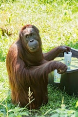 Affenhitze-Tipps: Orang-Utans zeigen, wie's geht