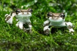 Nachwuchs bei ''Krawall-Fröschen'' im Zoo Schönbrunn