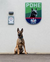 Polizeihund stöberte Einbrecher in Wiener City-Kanzlei auf