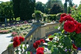 Sommer im Namen der Rose