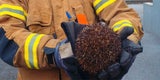 Igel Graz Gitter