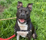 Lexington Humane Society
