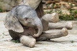 Süßer Elefantennachwuchs im Tiergarten Schönbrunn