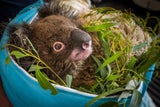 Tiergarten-Mitarbeiter spenden ihr Gehalt für australische Wildtiere
