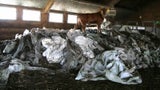Horror-Rinder-Betrieb: Lebensumstände zwischen Müll und Kot