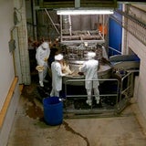 AMA-Skandal: Hühner in Schlachthof zu Tode gequält