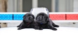 New Taipei City Police Department K9 Unit