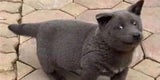 Dúi Hund Vietnam
