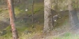 Wolf an einem Tag in drei Orten gesichtet