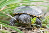 Schildkröten