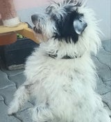 Panda Hund vermisst Wien
