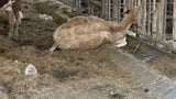 Horror-Rinder-Betrieb: Kühe wurden Halter abgenommen