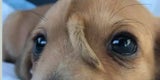 Hund 2