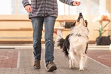 Richtig laufen mit Hund