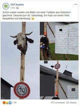 Kuh-Kopf aufgespießt: Dieser "Brauch" schockiert