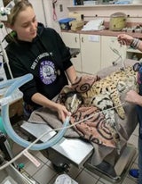 Cincinnati Animal CARE