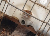 Katze Kunststofftank Wiener Neustadt