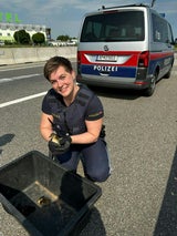 Entenfamilie sorgte für Autobahn-Sperre