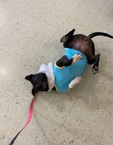 Lexington Humane Society