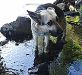 Hund in der Mur