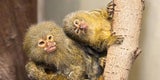 Zwillingsnachwuchs für Zwergseidenaffen im Tiergarten Schönbrunn