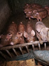 VGT deckt skandalöse Zustände in Schweinebetrieb auf