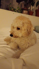 Wer hat DIESEN Hund gesehen?