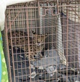 Cincinnati Animal CARE