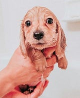 M A Y A the Mini Dachshund