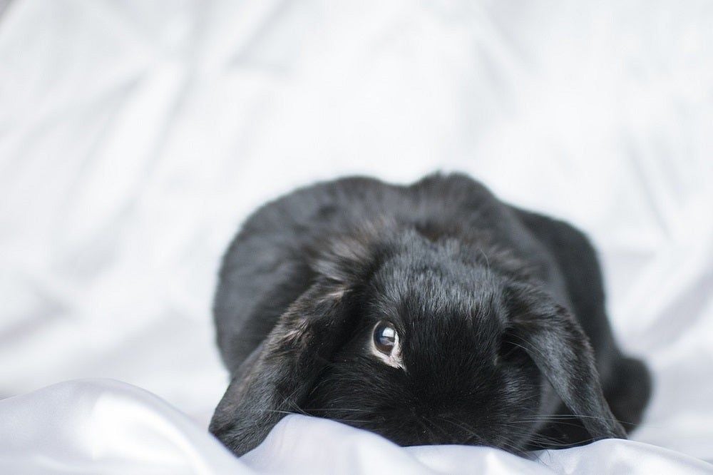 Kaninchen - Unsere Tiere - Tierschutz-CH - Niki Storybild - Sendung 28042019