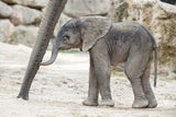 Süßer Elefantennachwuchs im Tiergarten Schönbrunn