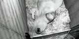 Eisbär Baby Schönbrunn