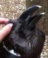 Hase oder Rabe? Video lässt Netz ausflippen