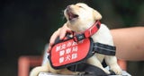 New Taipei City Police Department K9 Unit