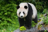 Seit 20 Jahren leben Pandas im Tiergarten Schönbrunn