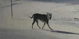 Flitzer-Hund zeigt Ski-Stars die Ideallinie