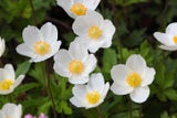 Kronenanemone