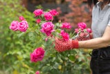 Sommer im Namen der Rose