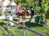 Pferd steckte entkräftet in Wassergraben fest