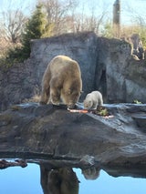 Eisbär