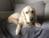 Lost Paws NI