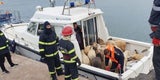 Schiff-Tiere 2
